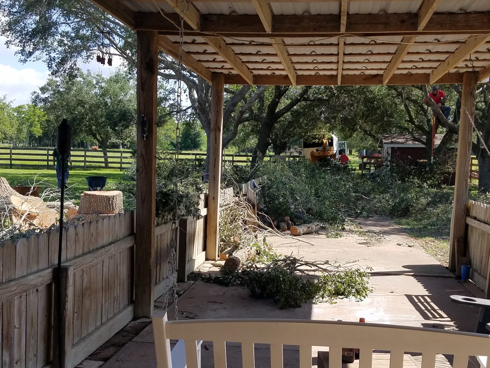Large oak sectioned and stacked in a backyard after removal in Alvin TX
