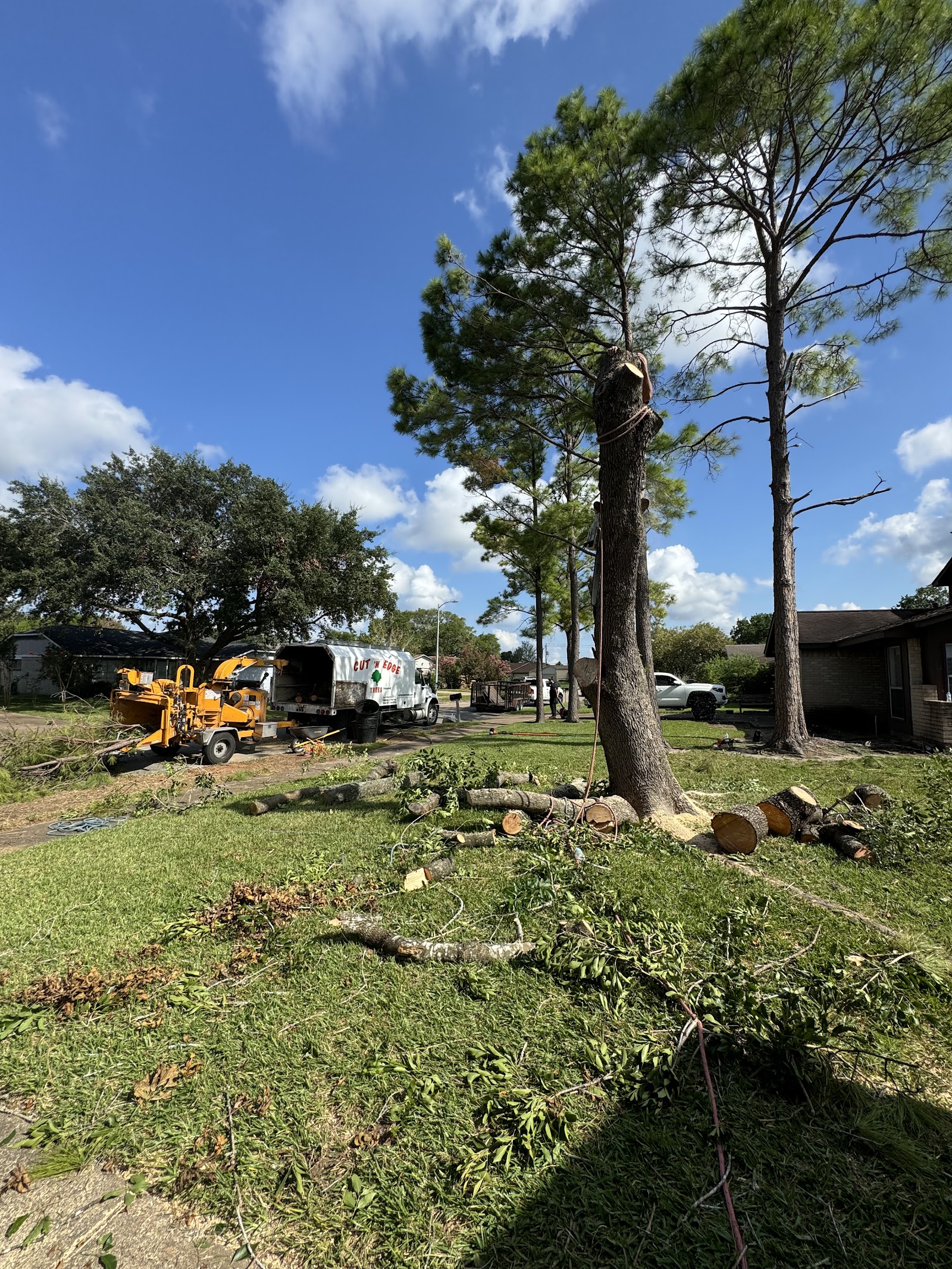 Cut 'N Edge Trees crew rigging limbs down during a tree removal near Pearland TX